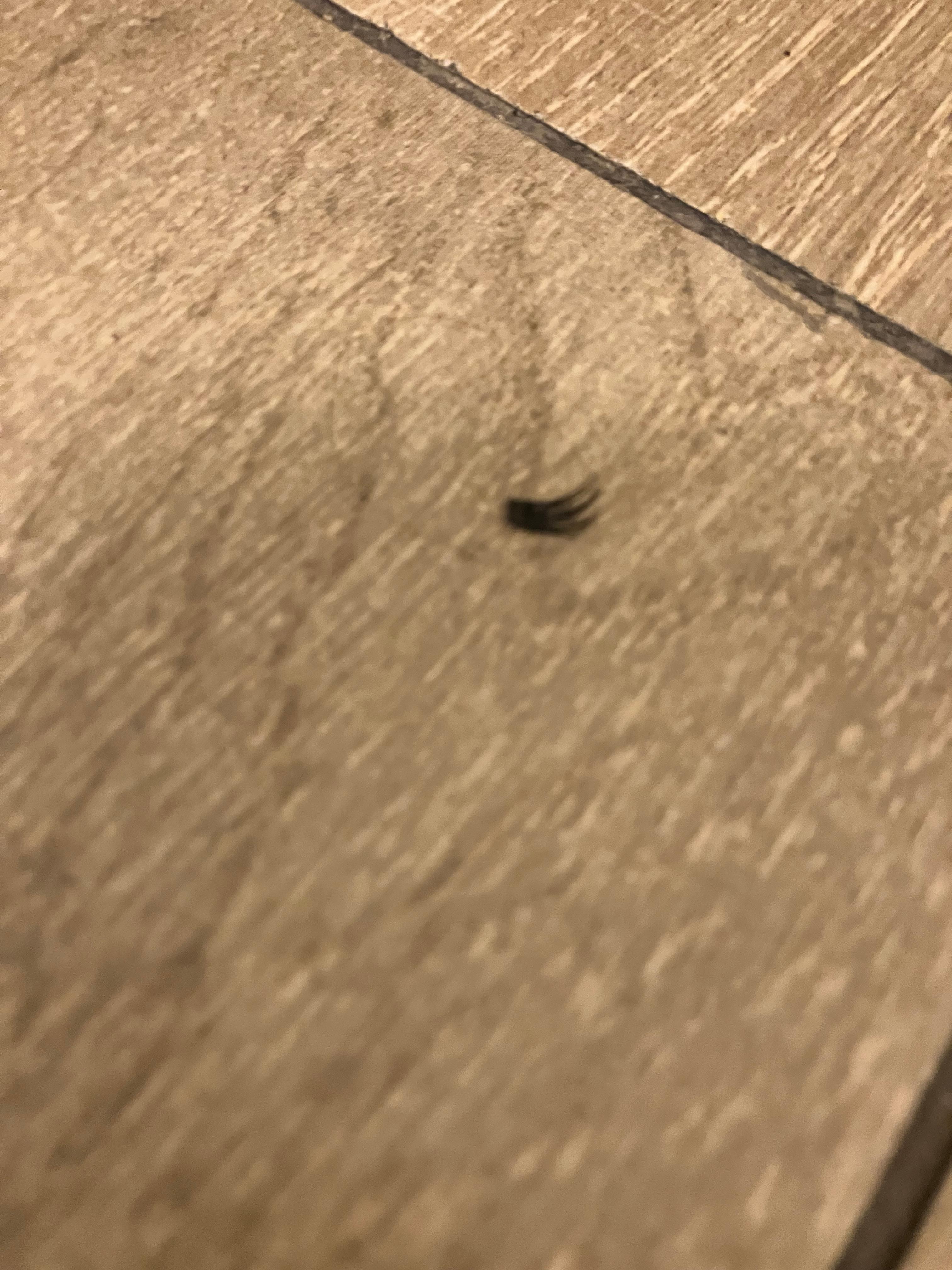 fake eyelash left on bathroom floor