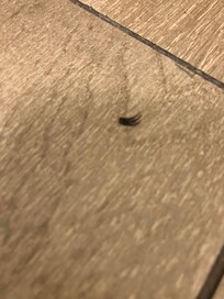 fake eyelash left on bathroom floor