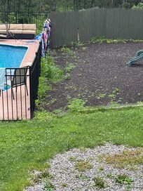 Overgrown weeds