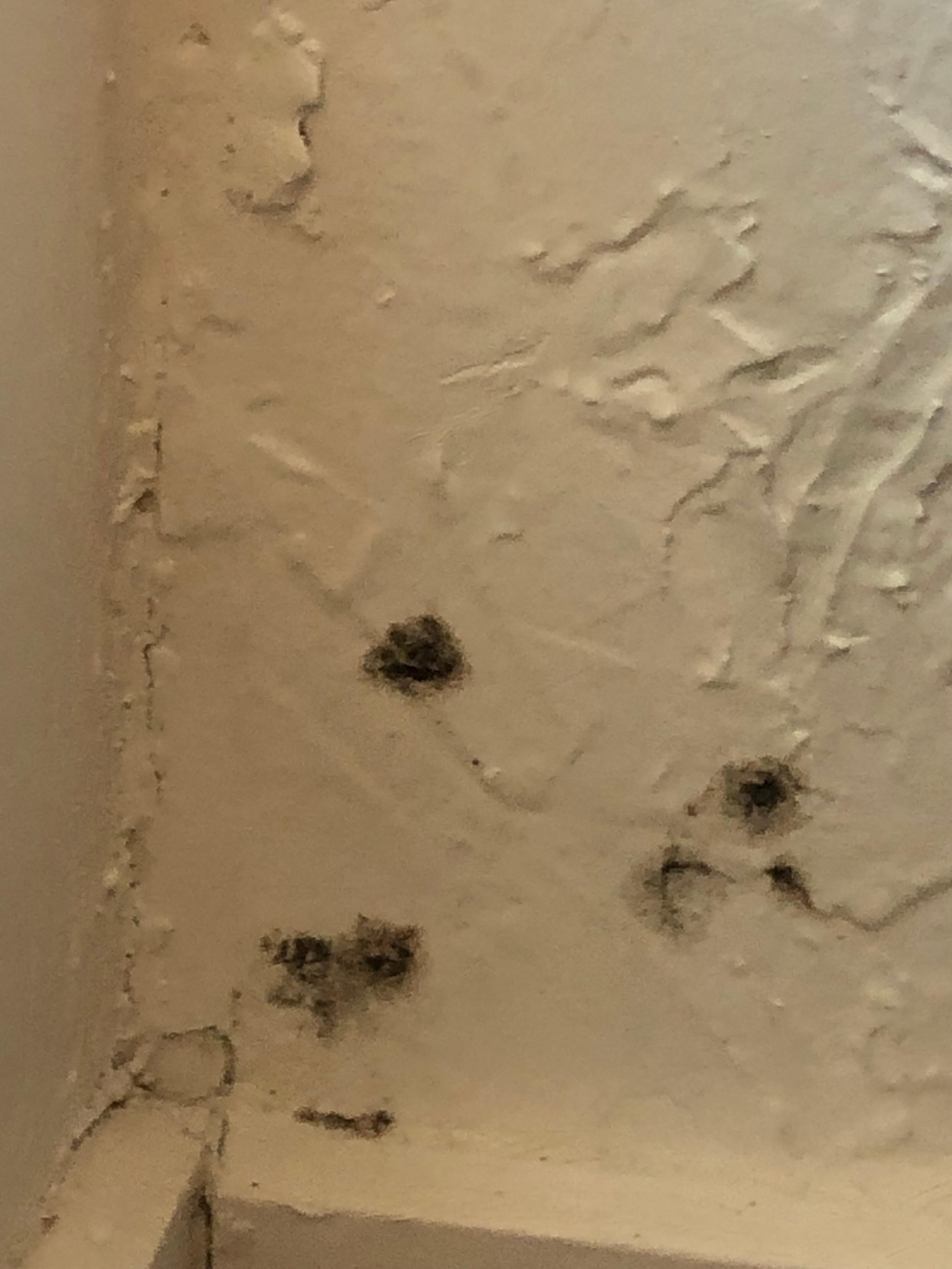 Mold in alcove