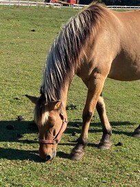The beautiful horses on the property