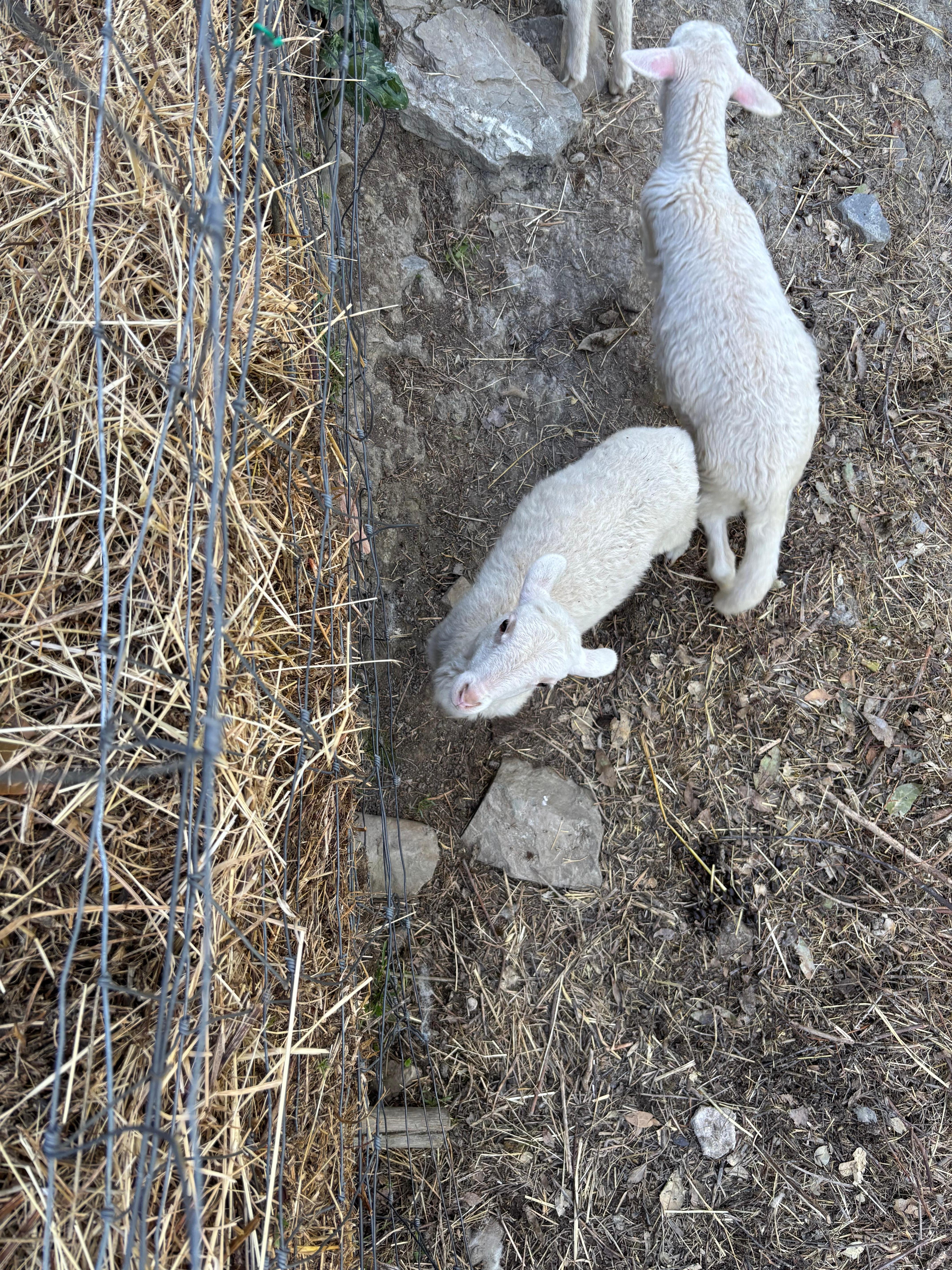 Baby goats on the farm. 