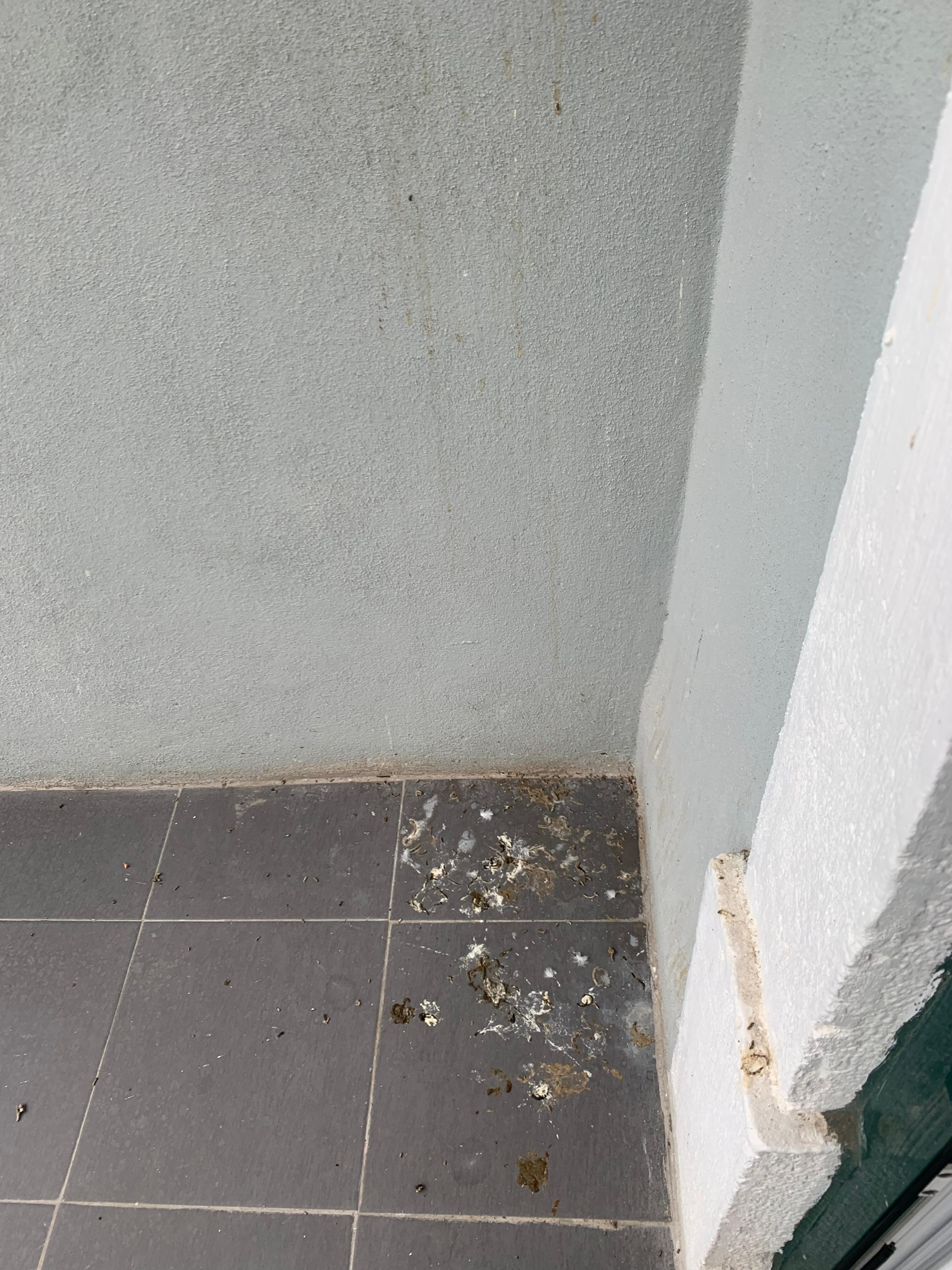 Excrementos de palomas en terraza .