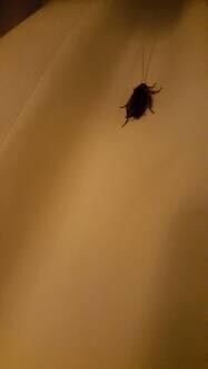 Roach in sheets