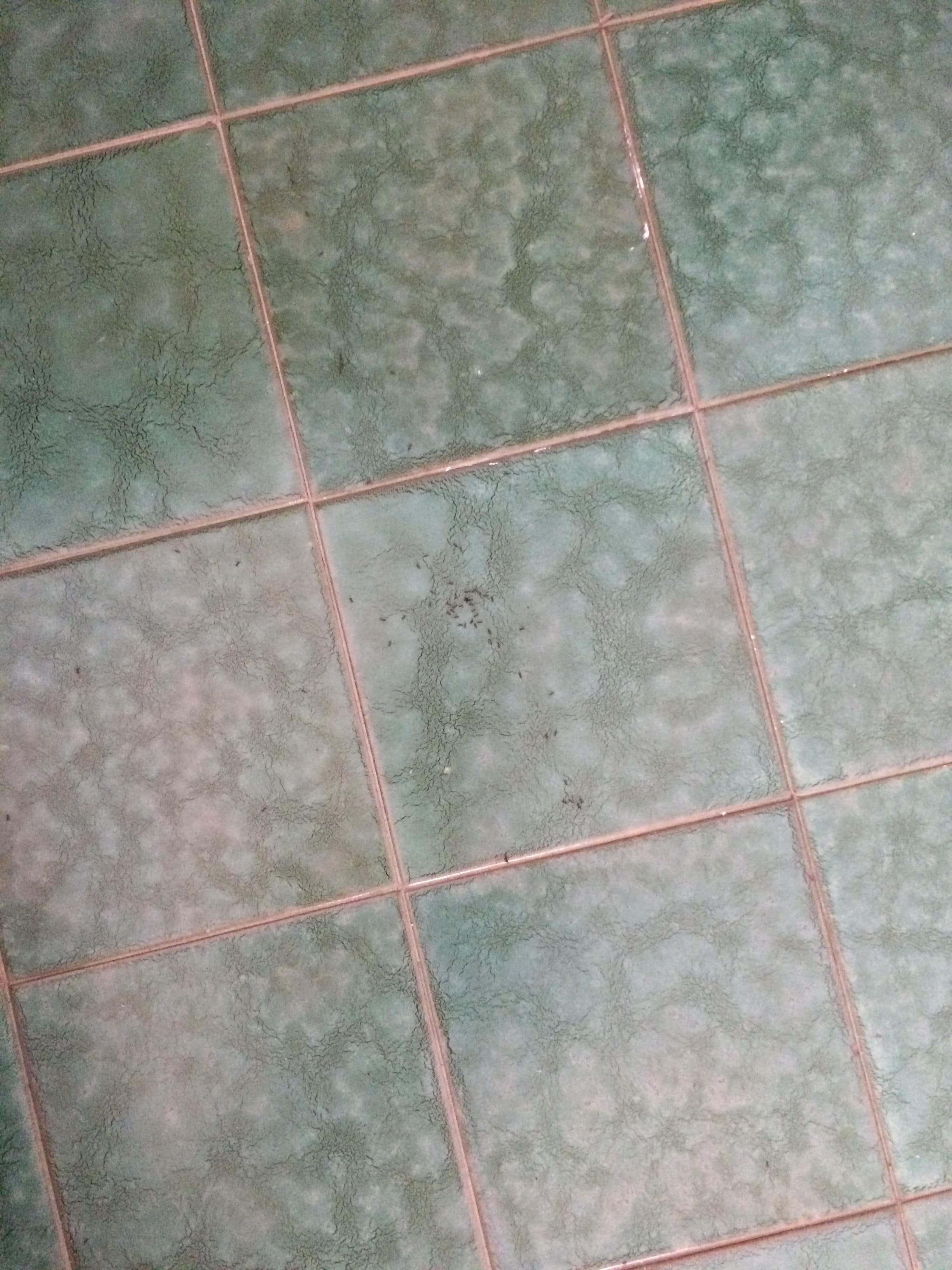 Ants on the floor