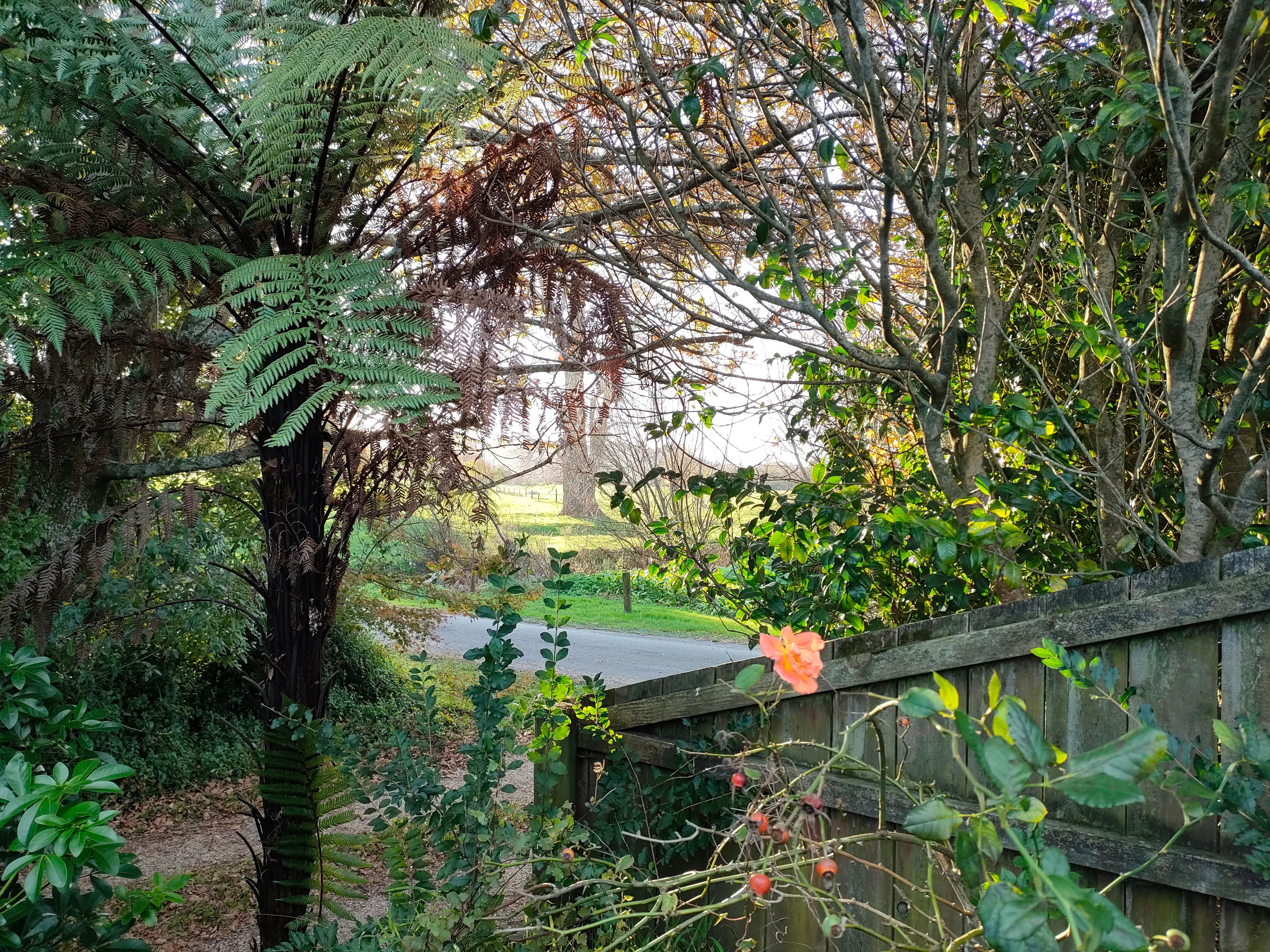 Another view from behind the house.