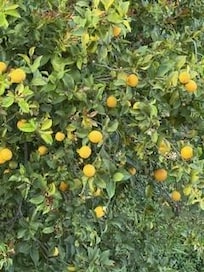 When life is full of Lemons!