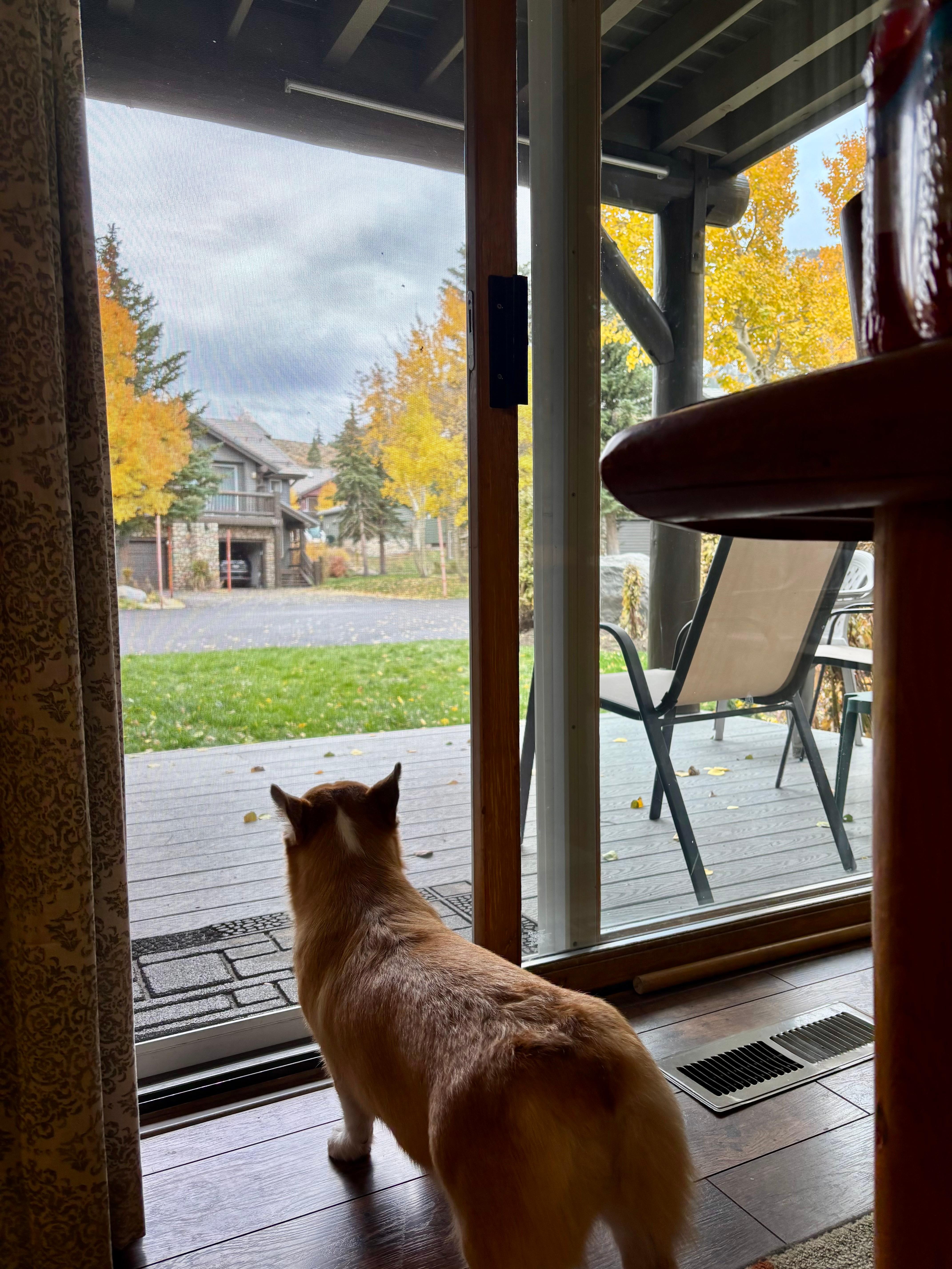 Curious corgi looking out towards patio