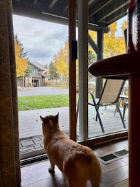 Curious corgi looking out towards patio