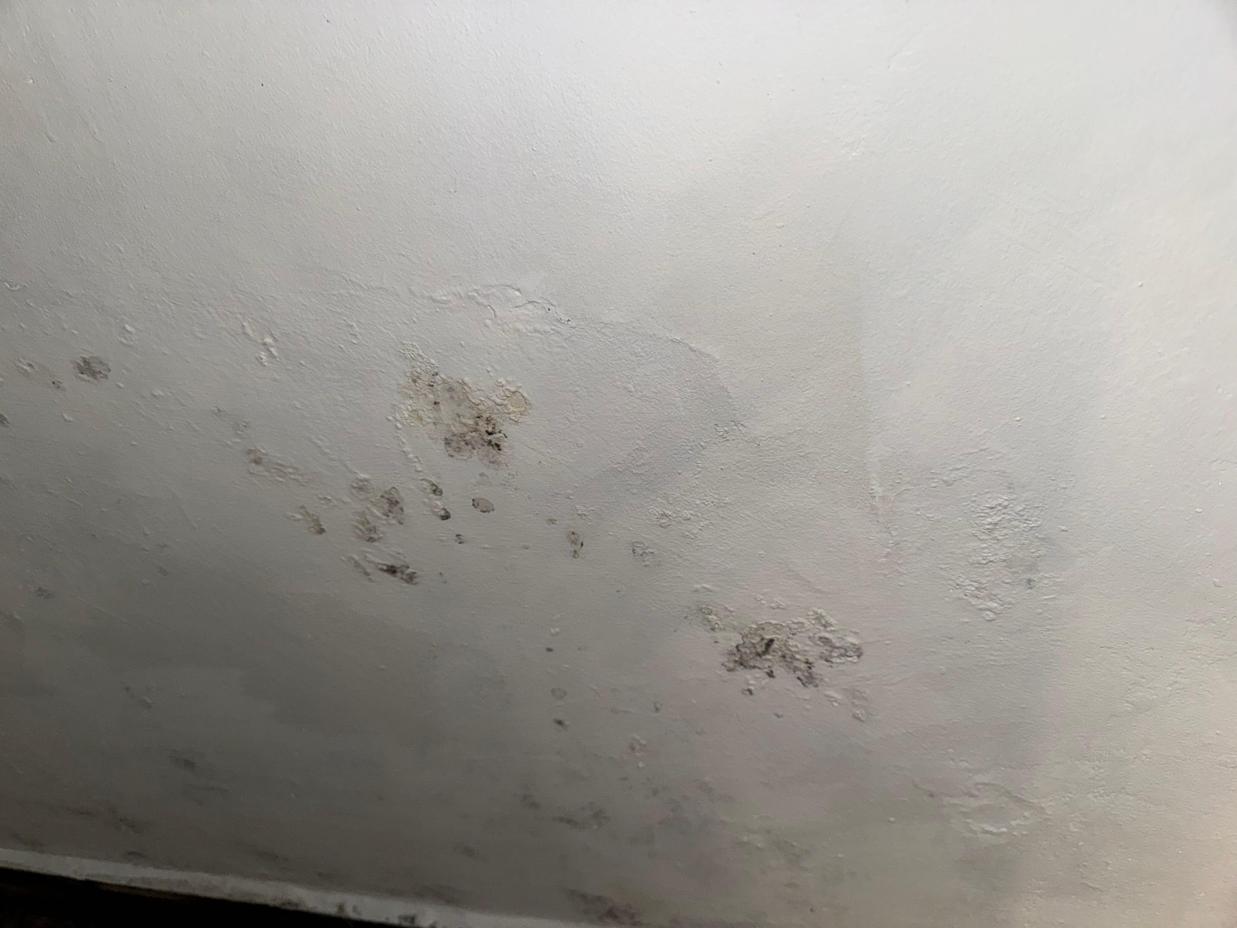 Mold everywhere 