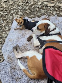 Our pups resting after a swim