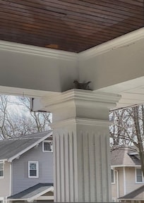 House wren making a nest