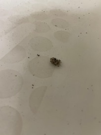 Chunk of dirt that fell off towel into tub