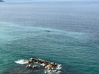 View from balcony with whale swimming by.