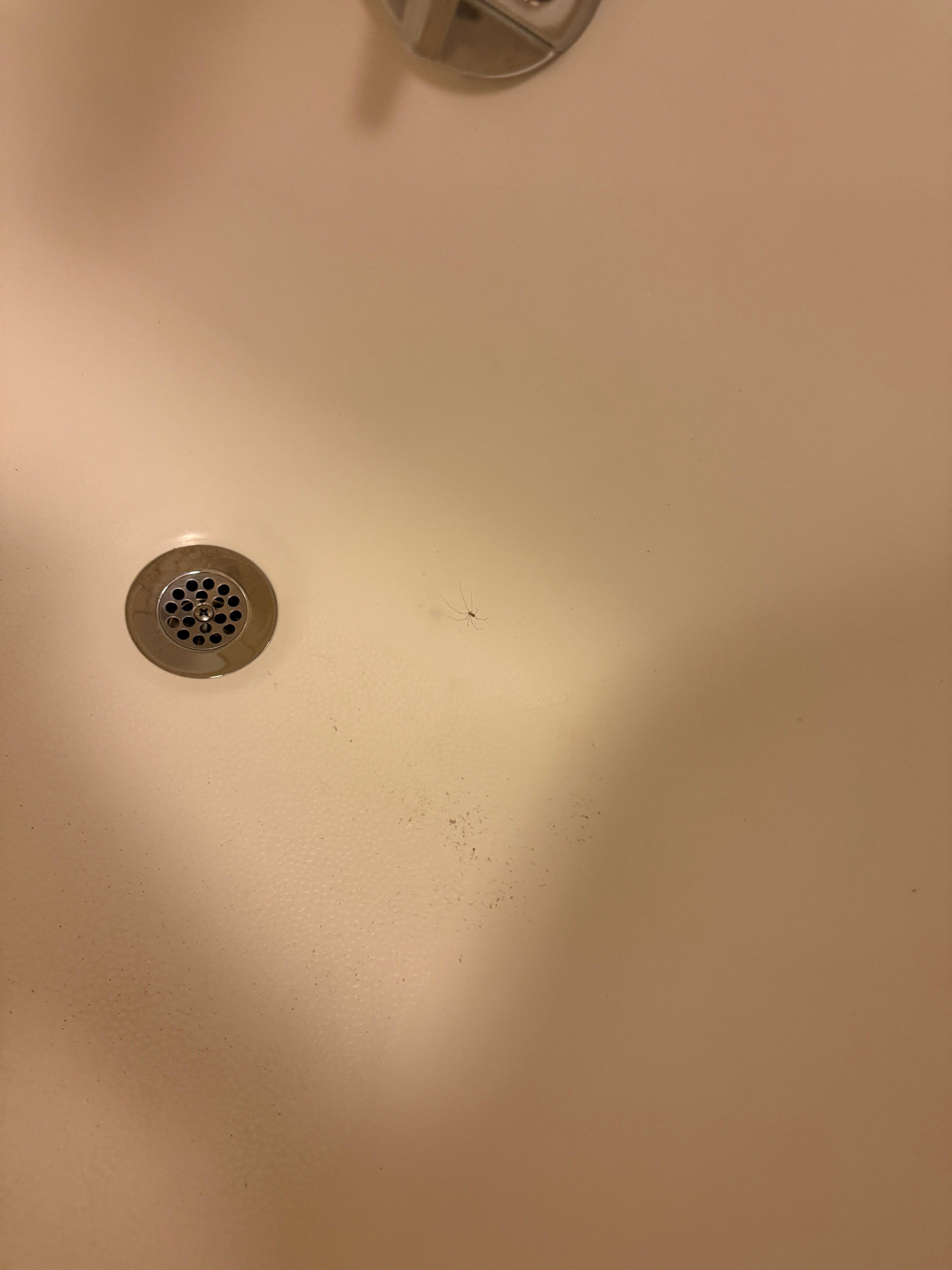 Spider in the shower 