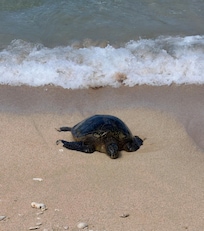 Turtle on the beach in front of the vondo