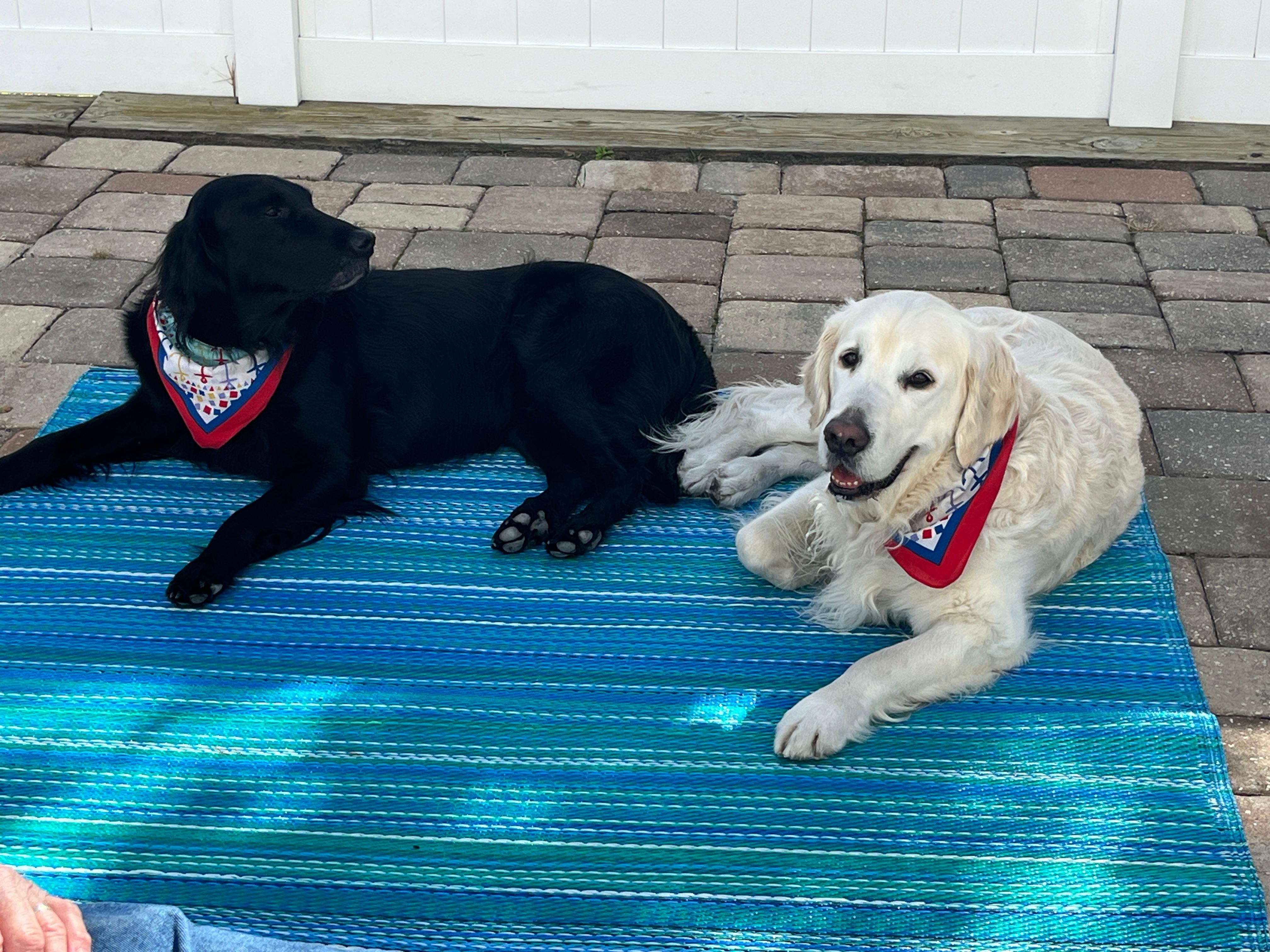 Pups chillin’ on the patio. 
