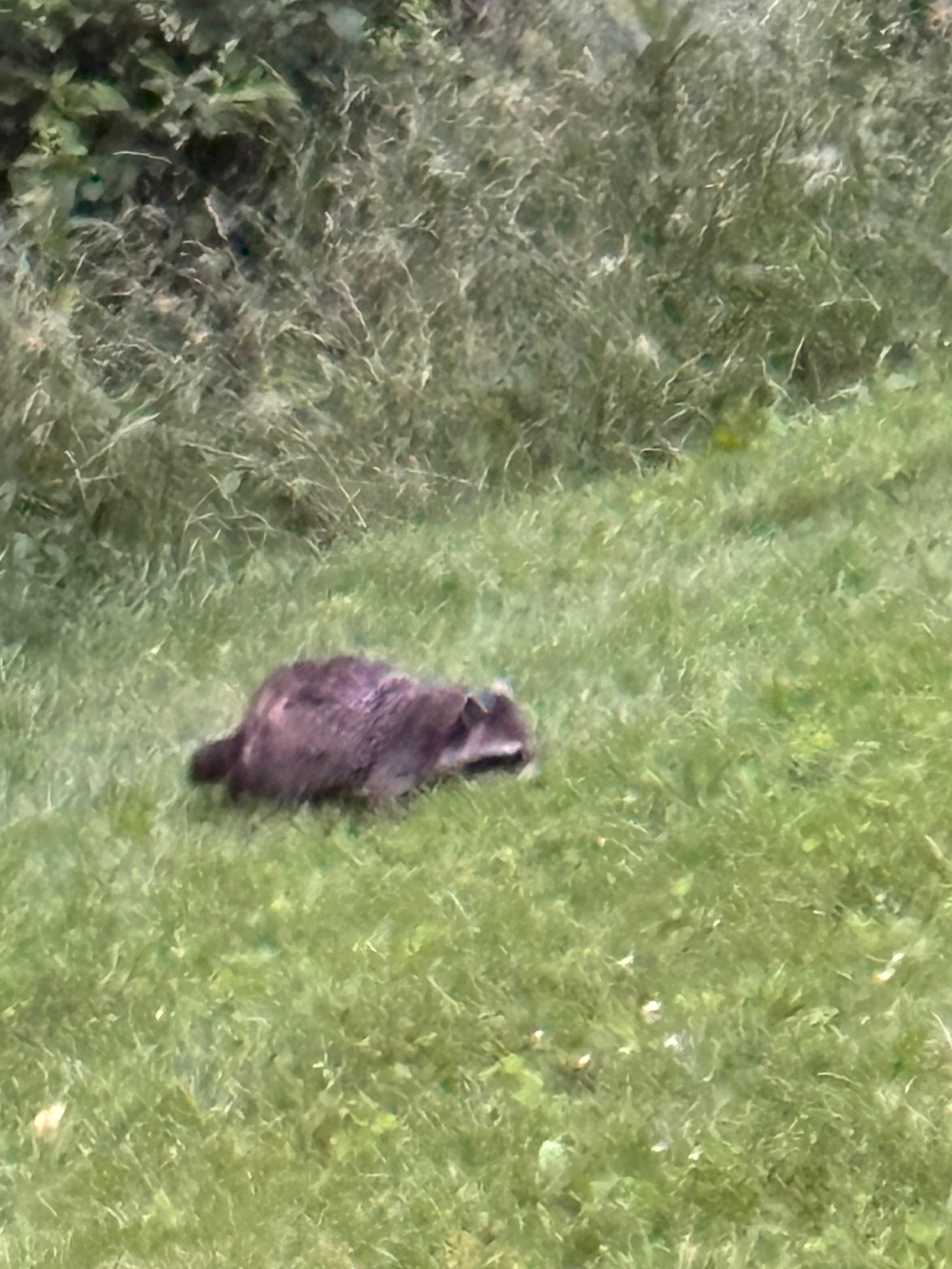 A little friend we saw!