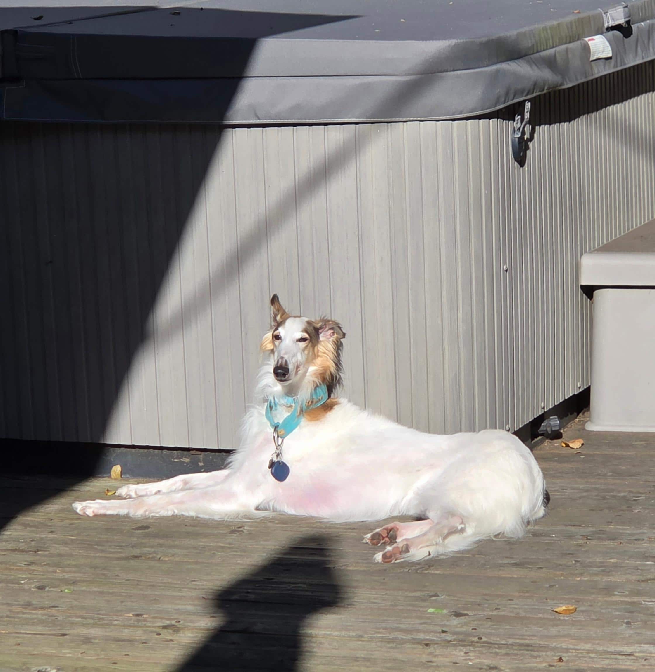 Our dog, Remy, soaking up the sun by the hot tub.