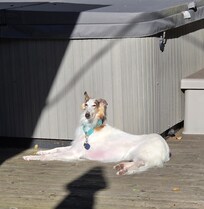 Our dog, Remy, soaking up the sun by the hot tub.