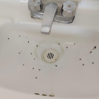 Insectos en el lavabo