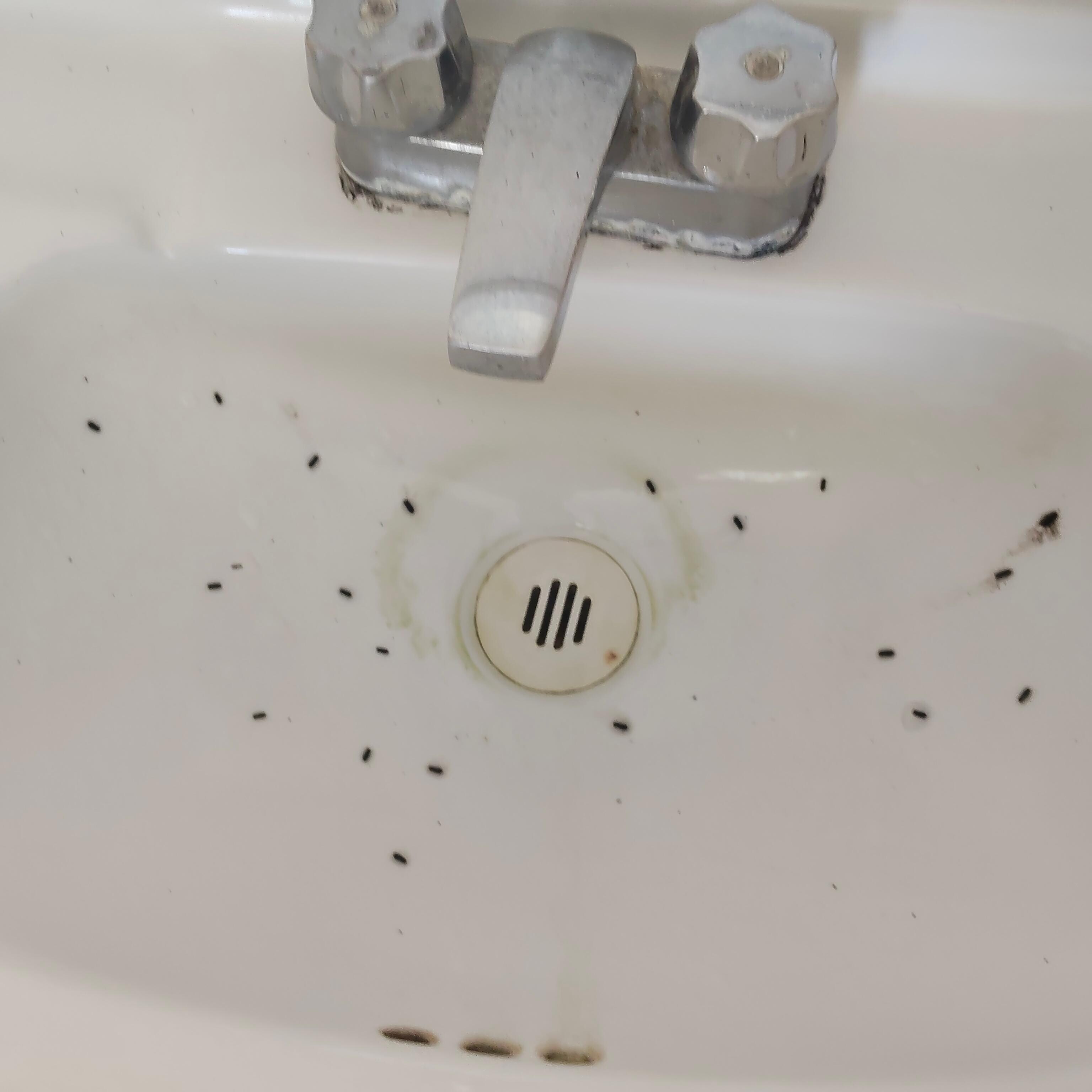 Insectos en el lavabo