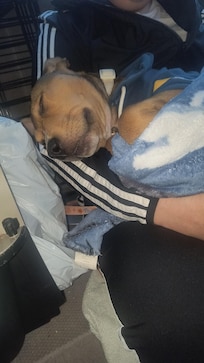 They even let pet's stay for only 28