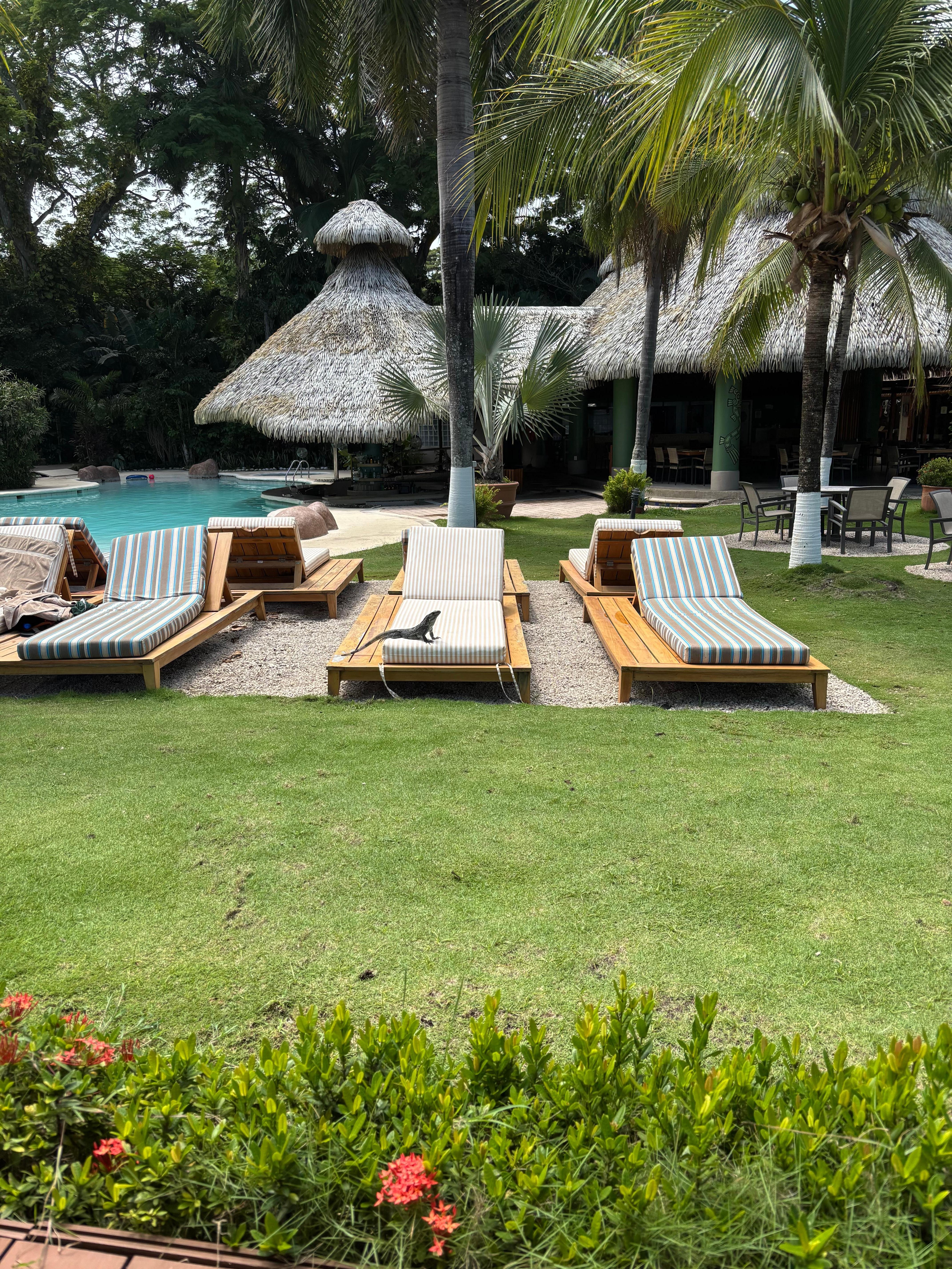 Great resort with plenty of chairs…and several iguanas