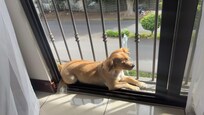 BalcĂłn tipo Juliet para mi perro de servicio.