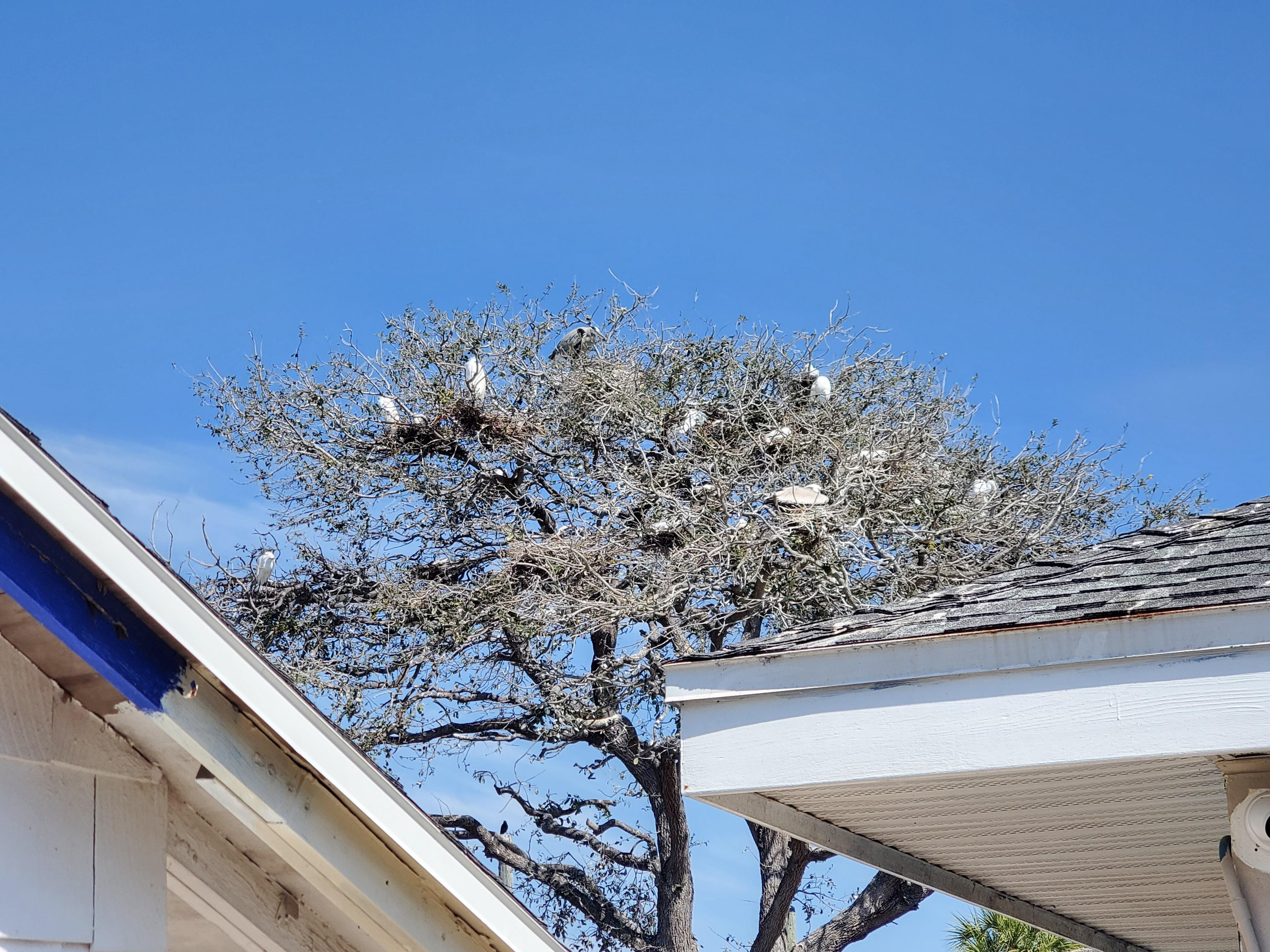 Birds at bird sanctuary easy 15 min walk down the beach