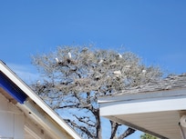 Birds at bird sanctuary easy 15 min walk down the beach