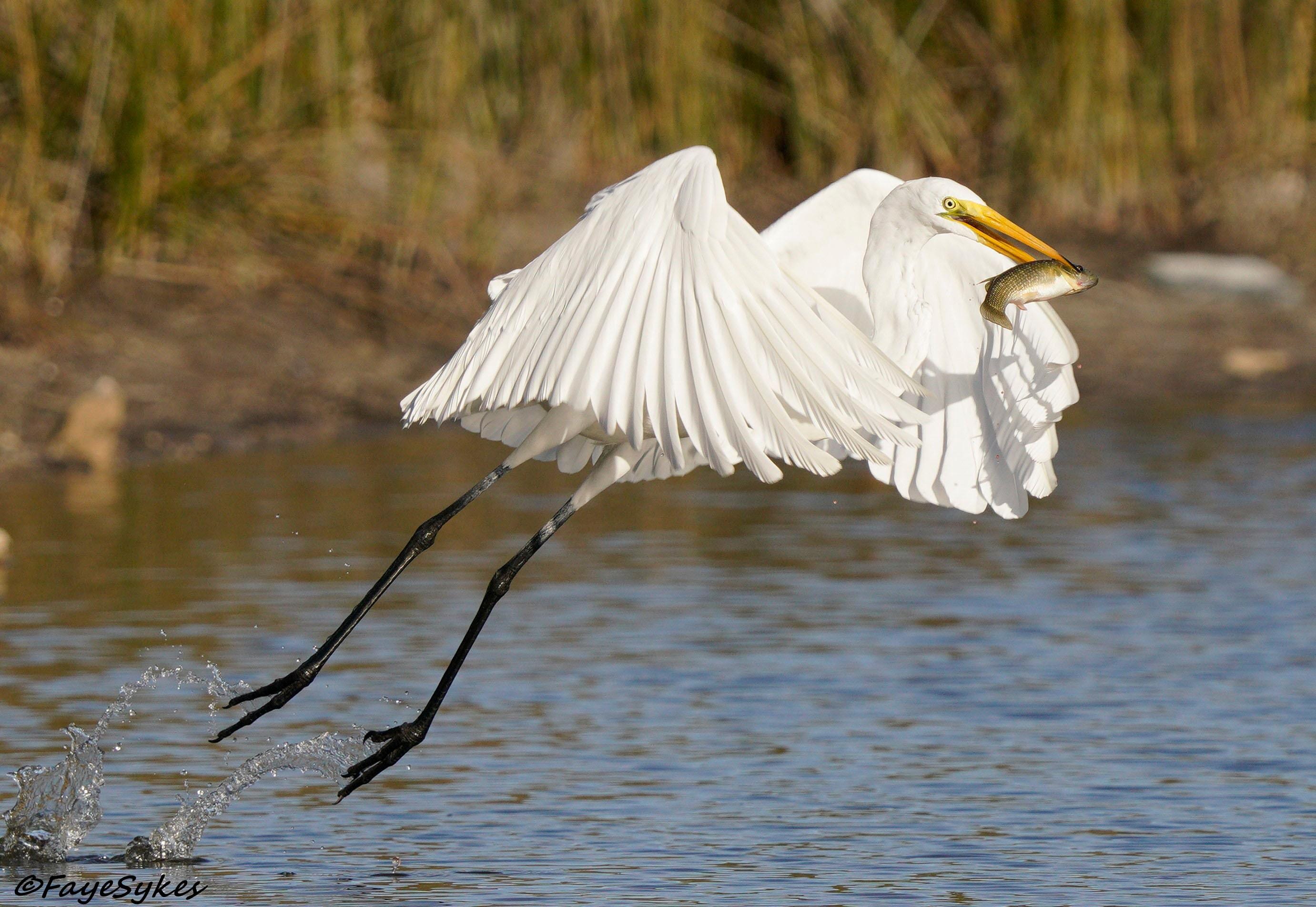 White Egret with dinner at St. Marks.