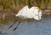White Egret with dinner at St. Marks.
