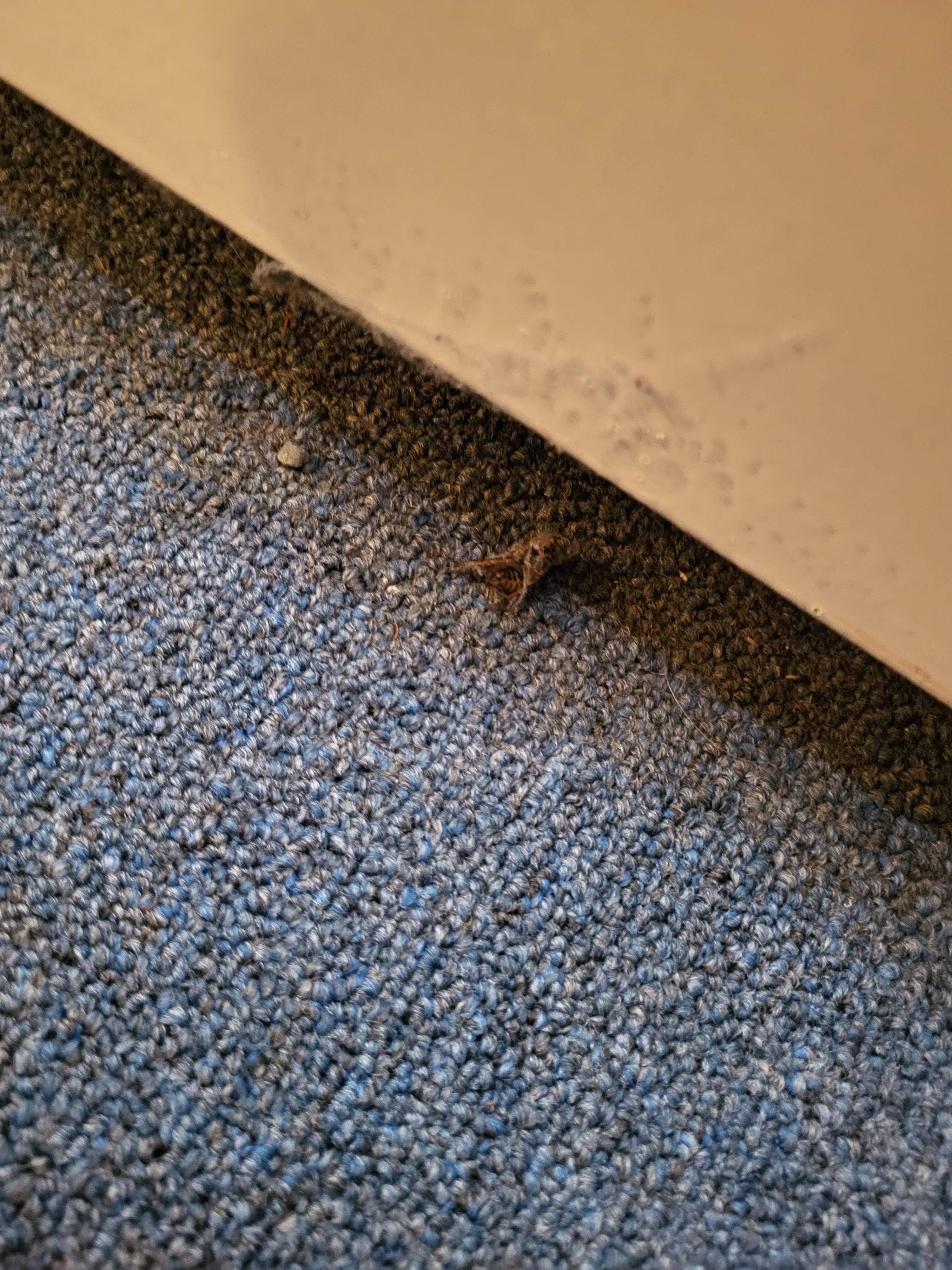 Dirty floors