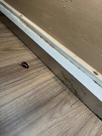 First roach we found