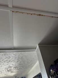 Mildew/rust
