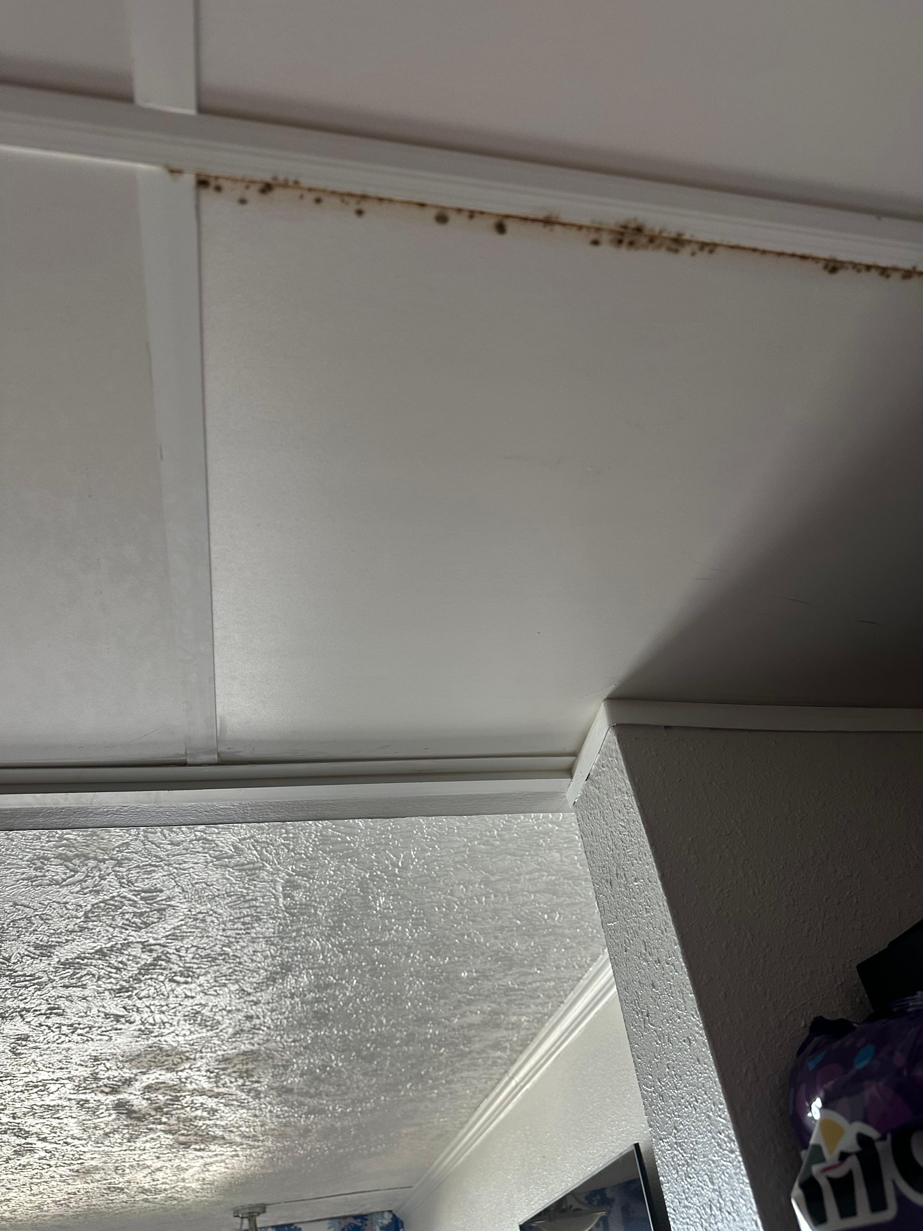 Mildew/rust