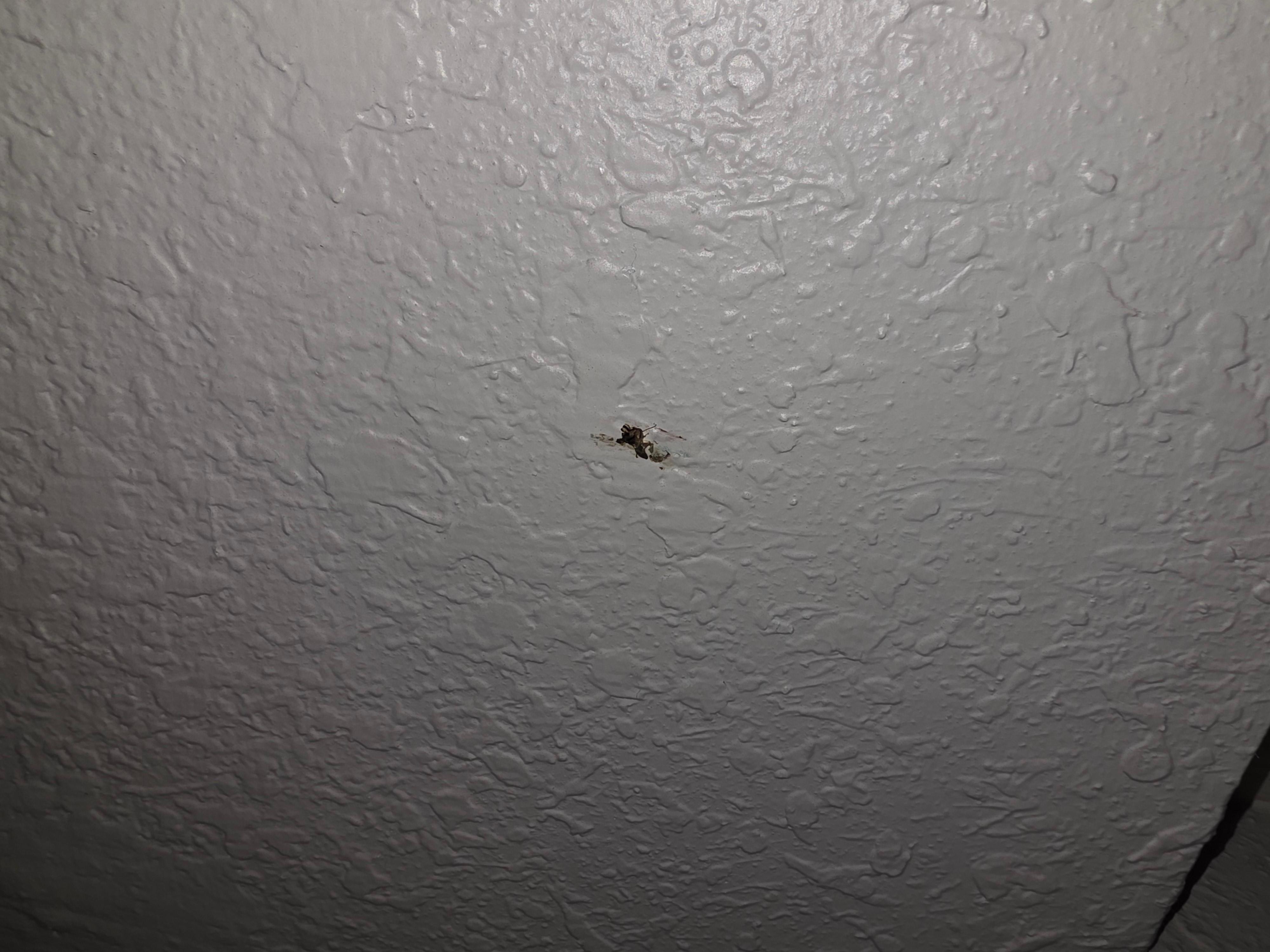 Smashed roach by front by on wall