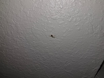 Smashed roach by front by on wall
