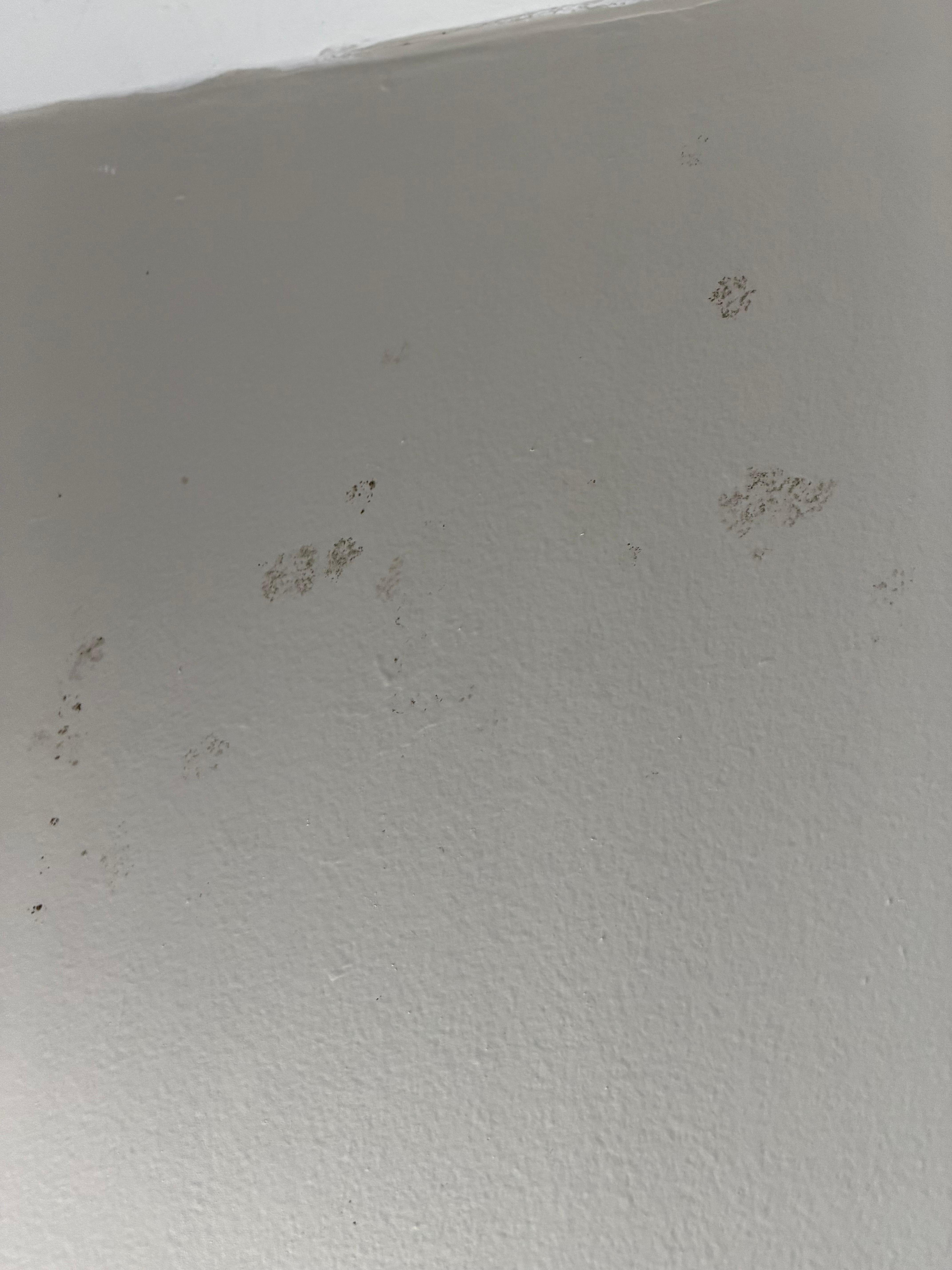 More mold on ceiling.