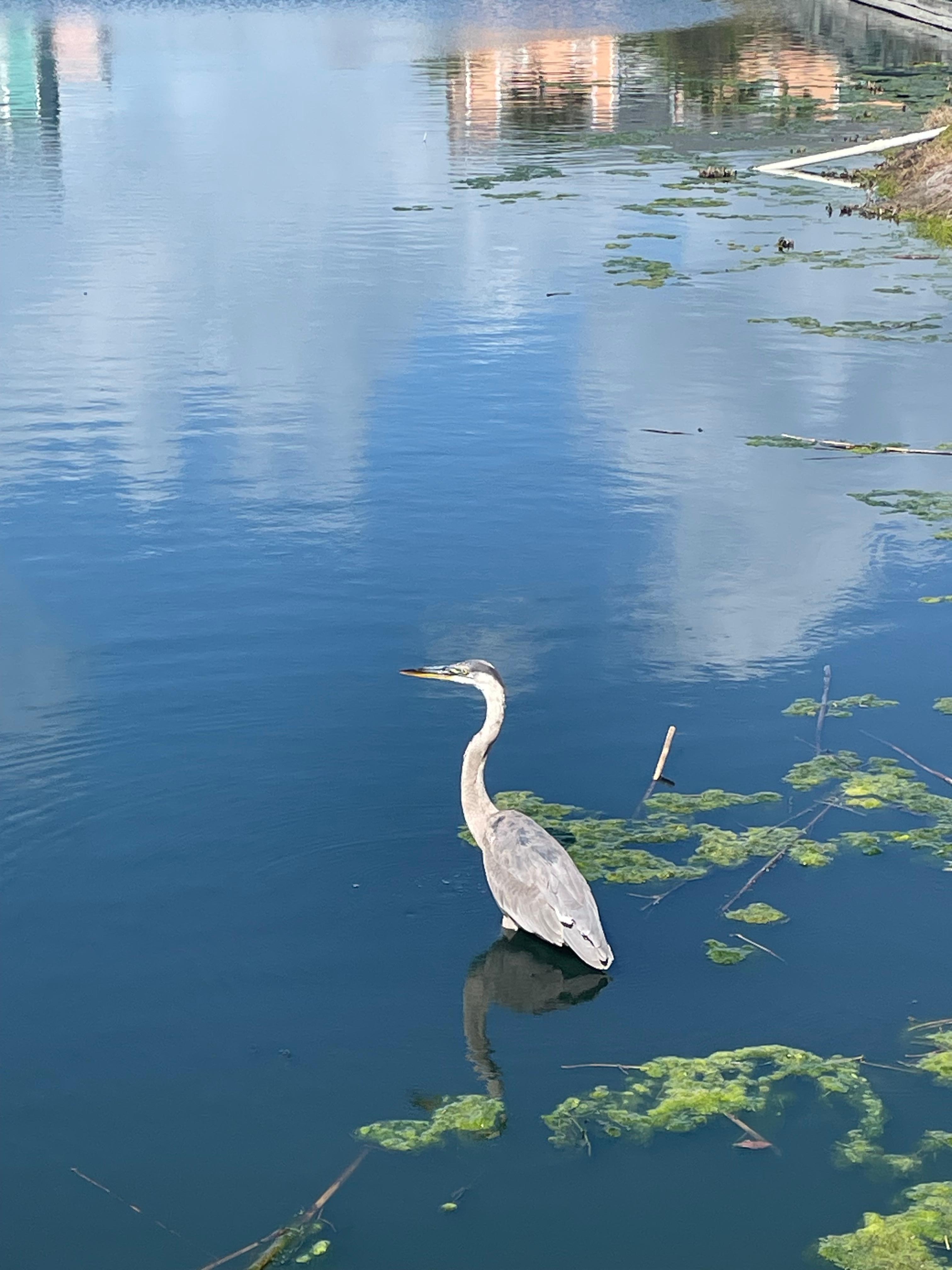 Great Blue Heron. 