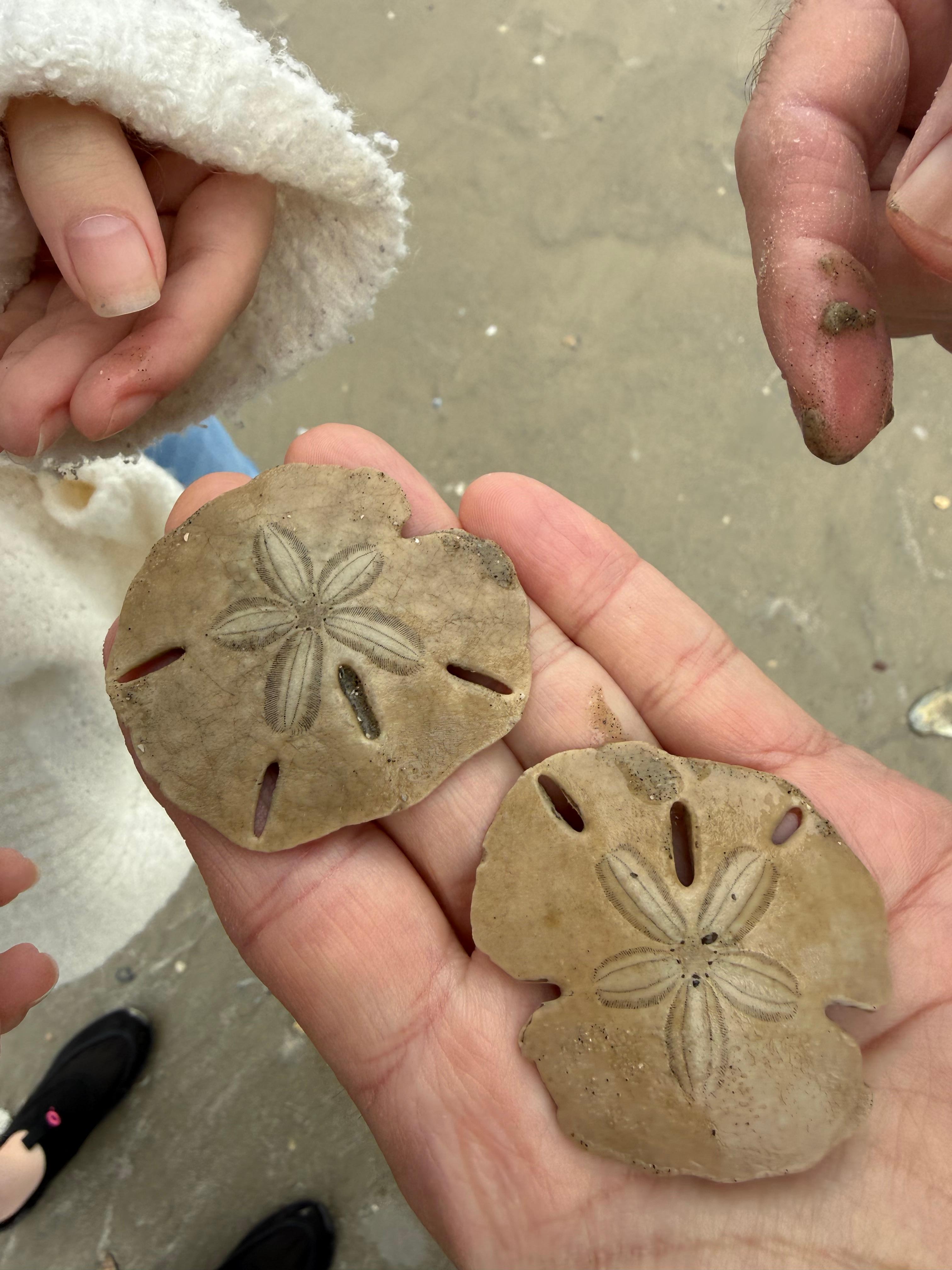 Sand dollars!!