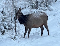 Elk!