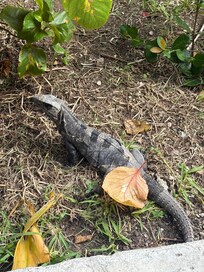 These guys are everywhere