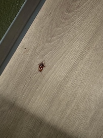 Roaches