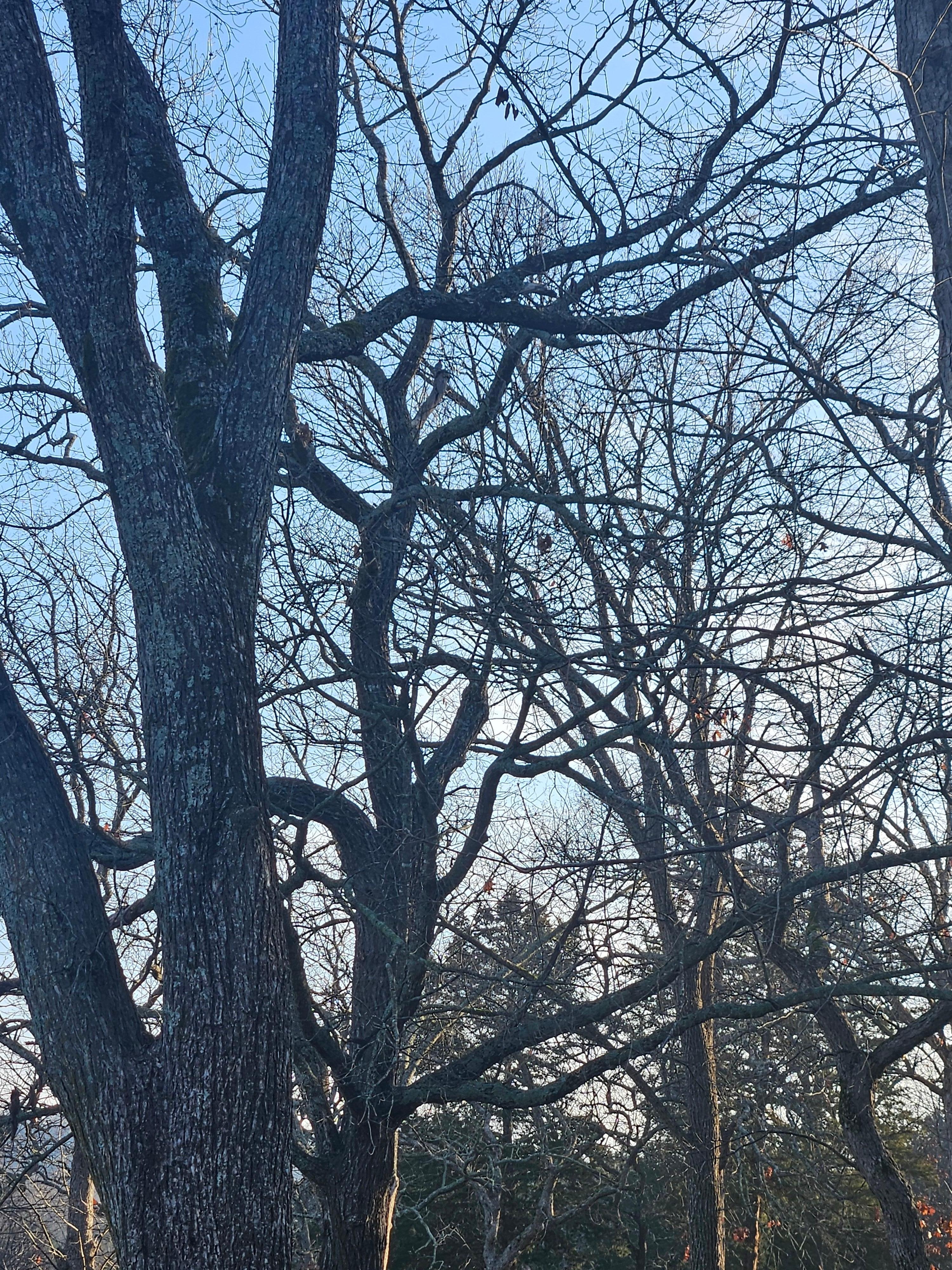 Woodpeckers in the trees right outside our back door. 