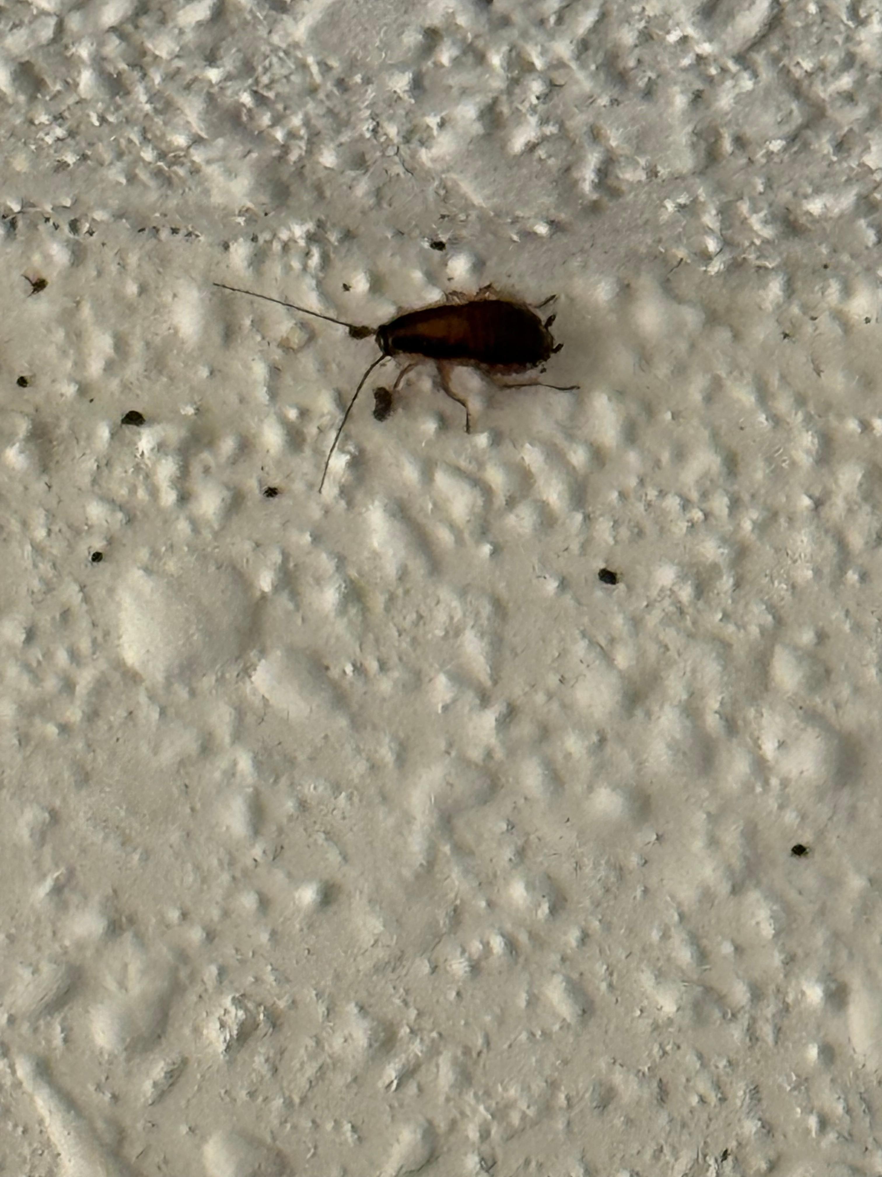 Cockroach in shower