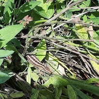 Im Garten zusehen