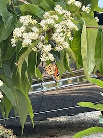 The gardens were full of honey bees and butterflies!
