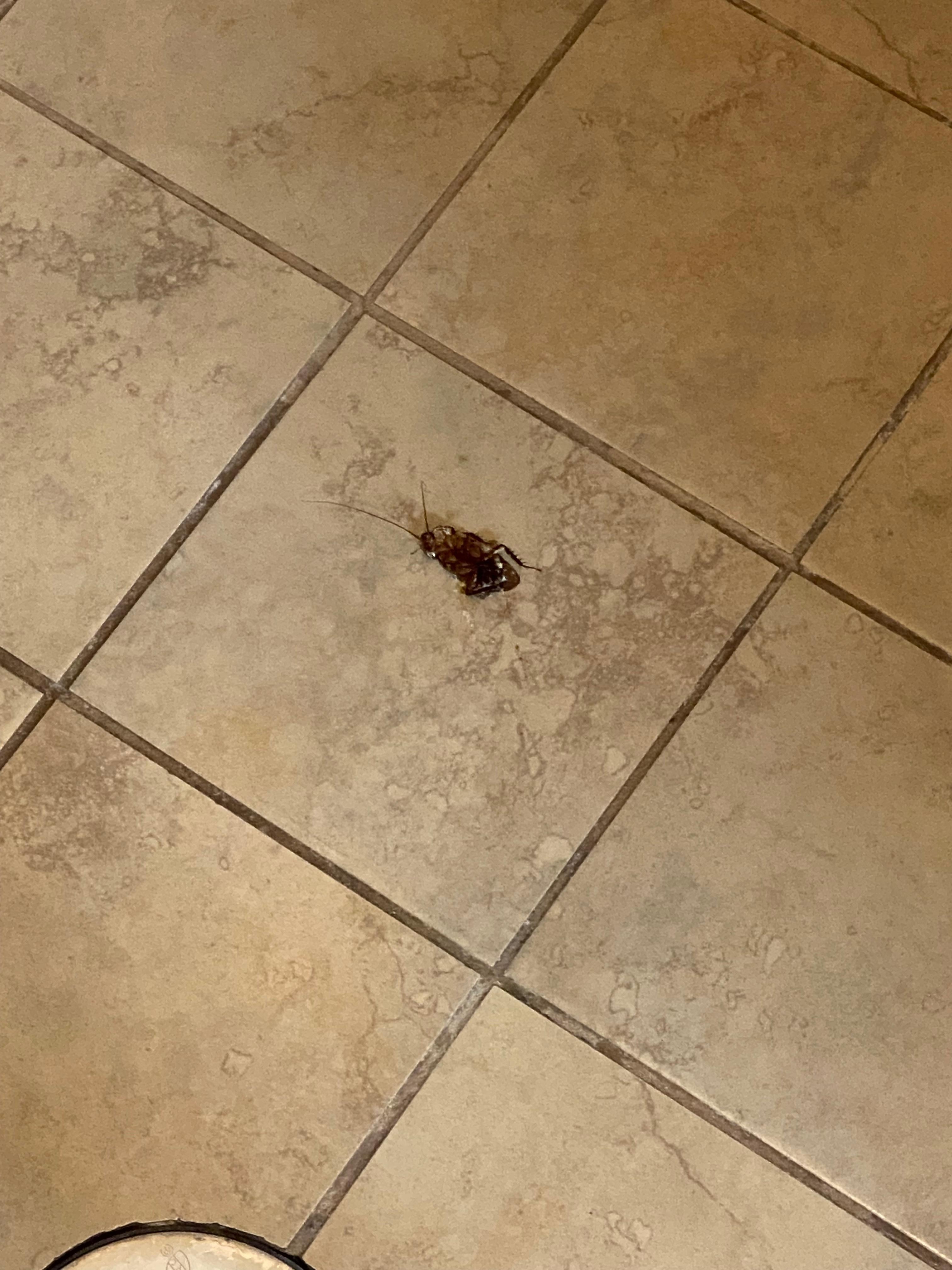 Roach in master bath